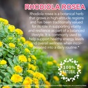 rhodiola-rosea-capsules-500mg-adaptogeni-3.jpg