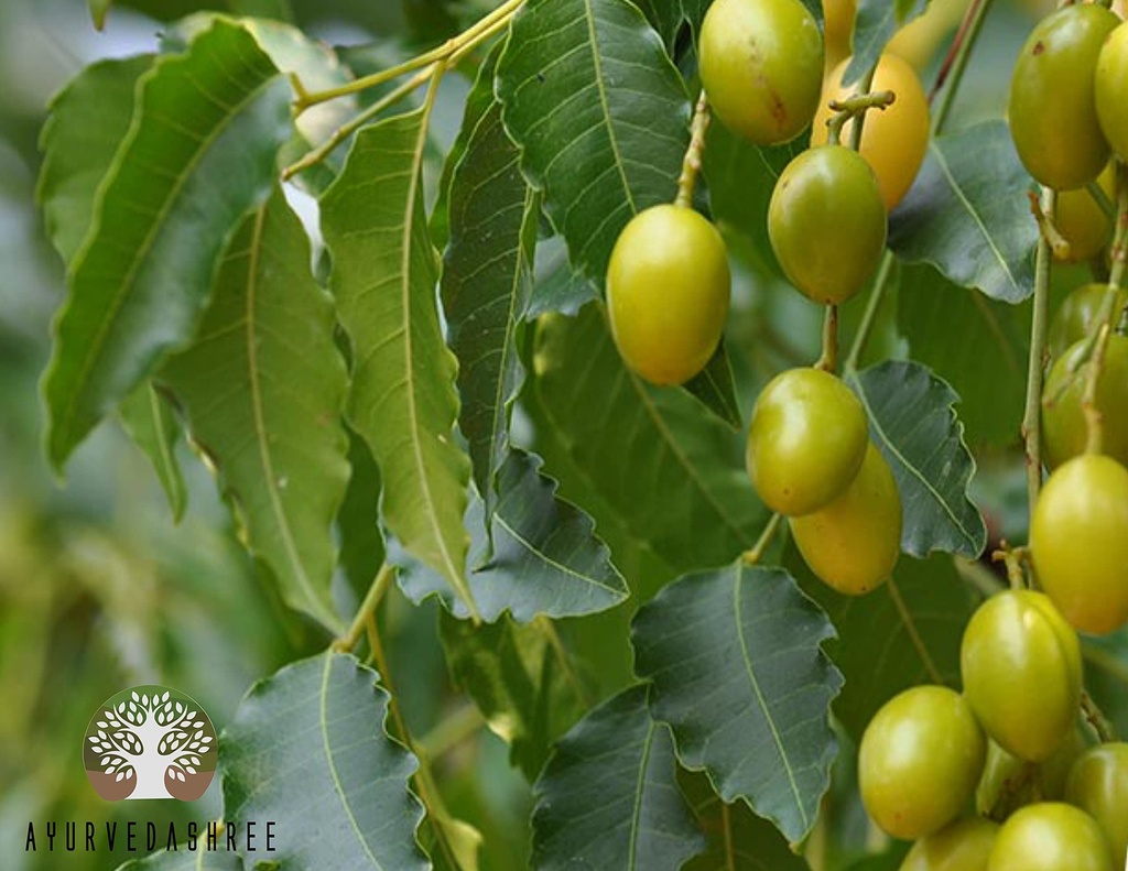 ayurvedashree-neem-leaf-powder-100-gm-az-5.jpg