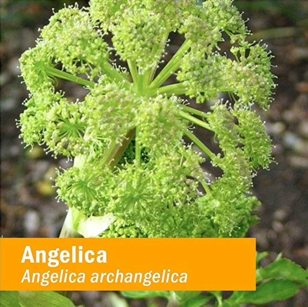 herb-pharm-certified-organic-angelica-ro-2.jpg
