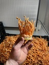 usa-grown-certified-organic-dried-cordyc-4.jpg