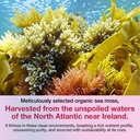 irish-sea-moss-gummies-with-black-seed-o-5.jpg