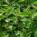 Stinging Nettle (Urtica Dioica)- 100 graines par OrginBud