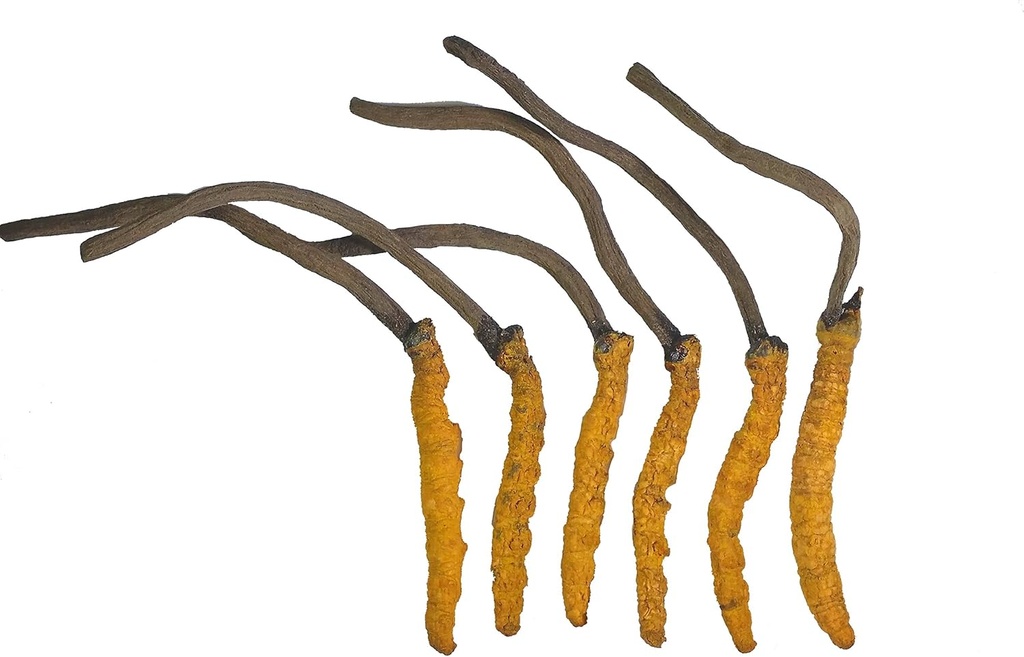 Cordyceps sauvages, Cordyceps entiers de l'Himalayen Sinensis Champignon, Véritable et très rare, de haute qualité, stimuler l'énergie, réduire le stress pour les hommes et les femmes, 3 Grams