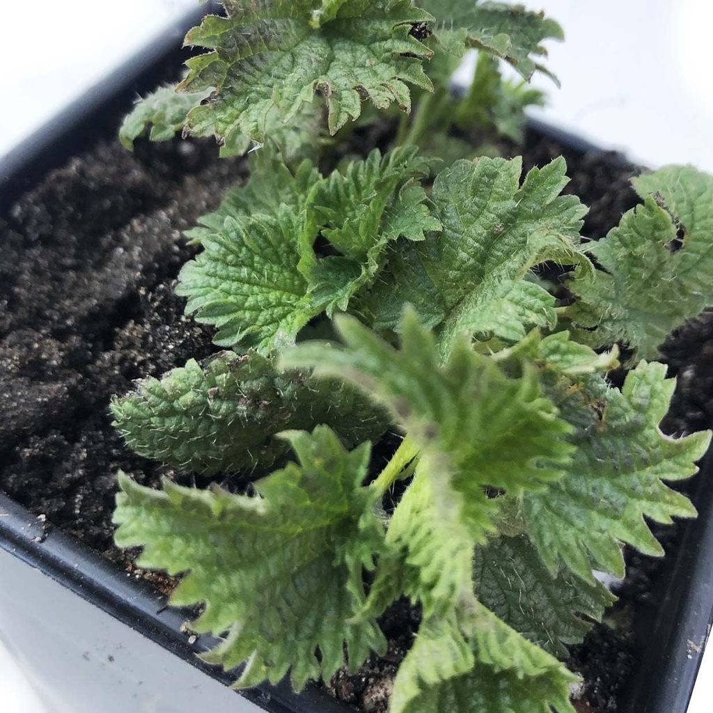 Plante biologique de biseautage, Urtica dioica - Plante vivante dans un pot de 2,5" - Alimentation de survie, Herbe nutritive par artisanat de camp de fumée
