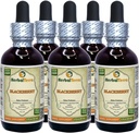 BlackBerry (Rubus fruticosus) Teinture, feuilles séchées organiques Extrait liquide (Marque: HerbalTerra, Fièrement fabriqué aux États-Unis) 5x2 fl.oz (5x60 ml)