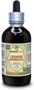 Angelica Chinese (Angelica Sinensis) Teinture, Extrait liquide de racine séchée biologique (Marque: HerbalTerra, Fièrement fabriqué aux États-Unis) 4 fl.oz (120 ml)