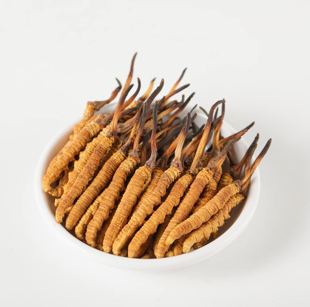 Cordyceps sauvages, Cordyceps entiers de l'Himalayen Sinensis Champignon, Véritable et très rare, de haute qualité, stimuler l'énergie, réduire le stress pour les hommes et les femmes, 5 Grams (13+17pic) de Lamjung Nepal Keeda Zadi
