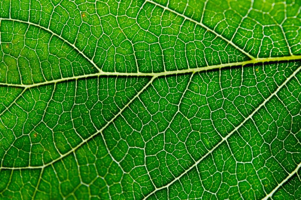 Antler Farms – 100% Natural 12,000 mg Liquid Chlorophyll Drops, Concentrated Extract 2-8X Stronger, 60 Servings, 2 oz - Immune Support, Energy Booster, Detox, Fresh Mint Flavor