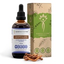 Secrets de la Tribe Cryptolepis Teinture Extrait sans alcool, gouttes à base de plantes de haute puissance, Teinture faite de Cryptolepis Singunolenta 4 oz