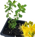 Plante biologique de millepertuis (Hypericum Perforatum) Pot de 2,5 pouces - Plante vivante de millepertuis