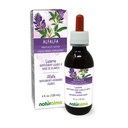 Naturalma Alfalfa ou Lucerne (Medicago Sativa) herbe avec fleurs Teinture sans alcool - Riche en chlorophylle naturelle - 4 fl oz extrait liquide dans les gouttes - supplément à base de plantes - végétalien