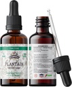 Teinture de plantain, Extrait de plantain biologique (Principale Plantago) Supplément de santé aux feuilles séchées, non-OGM dans la glycérine végétale biologique pressée à froid 2 oz, 670 mg