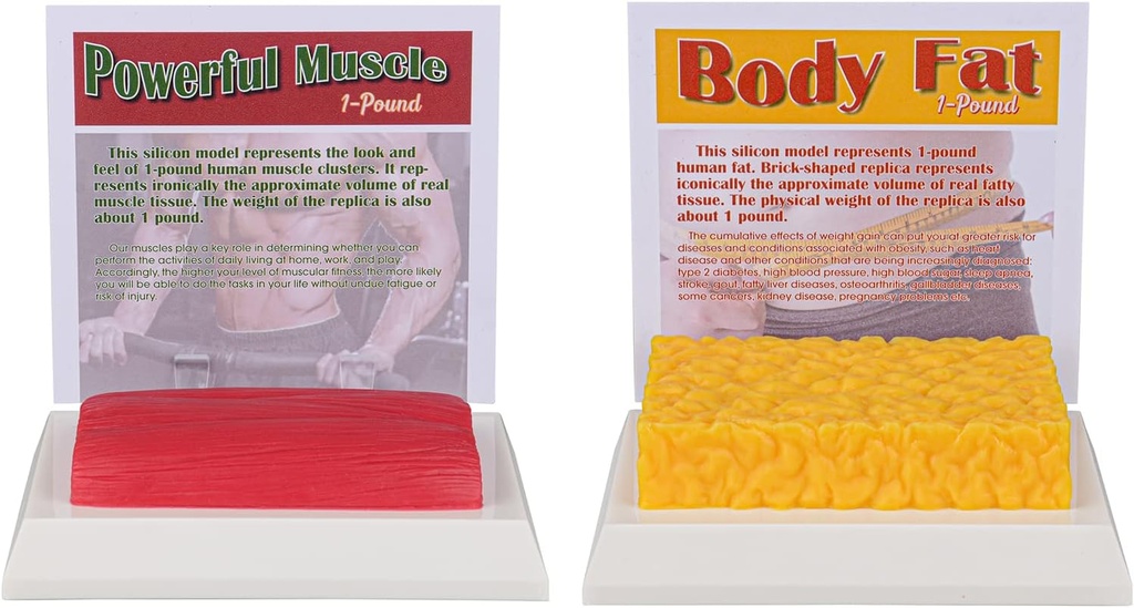 SimCoach corps humain Fat & Muscle Replica 1 Lb, garder l'ajustement & Fit Motivation & Rappel, modèle de graisse musculaire humaine pour nutritionniste, Athlète