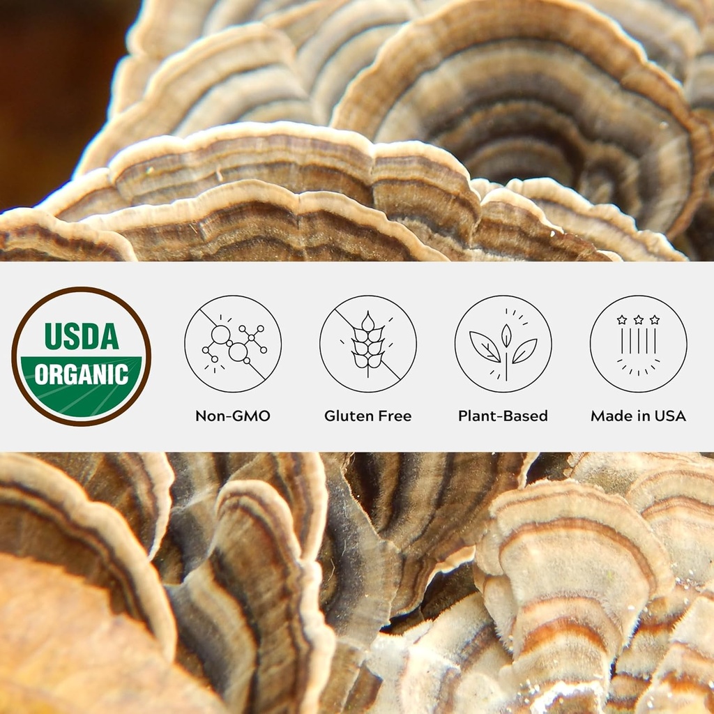 Poudre de champignon de la dinde biologique, un seul domaine, non-OGM - Gut, énergie, cerveau, & Immune Support - Supplément de champignon végétalien dans un pot de verre refermable