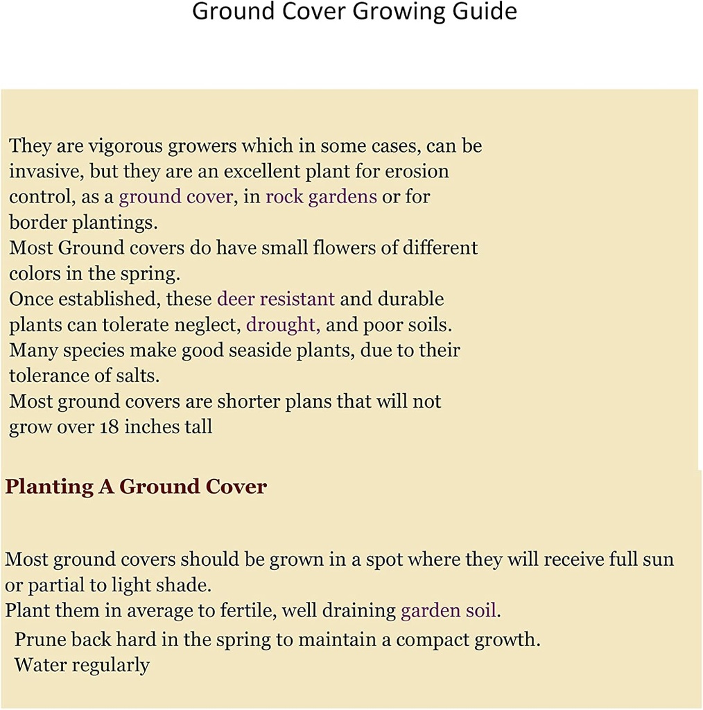 Creaping St Johns Wort/BRIGADOON/Hypericum Calyinum dans des pots de 4 pouces (2)