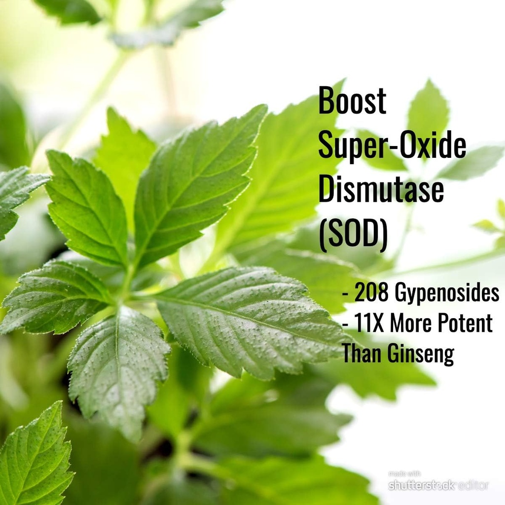 Immortalitea Gynostemme Capsules (Jiaogulan) - Plein spectre de la feuille entière - Adaptogène naturel et supplément activateur AMPK - Gélules - 100 Compte, 500mg