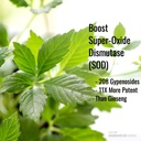 Immortalitea Gynostemme Capsules (Jiaogulan) - Plein spectre de la feuille entière - Adaptogène naturel et supplément activateur AMPK - Gélules - 100 Compte, 500mg