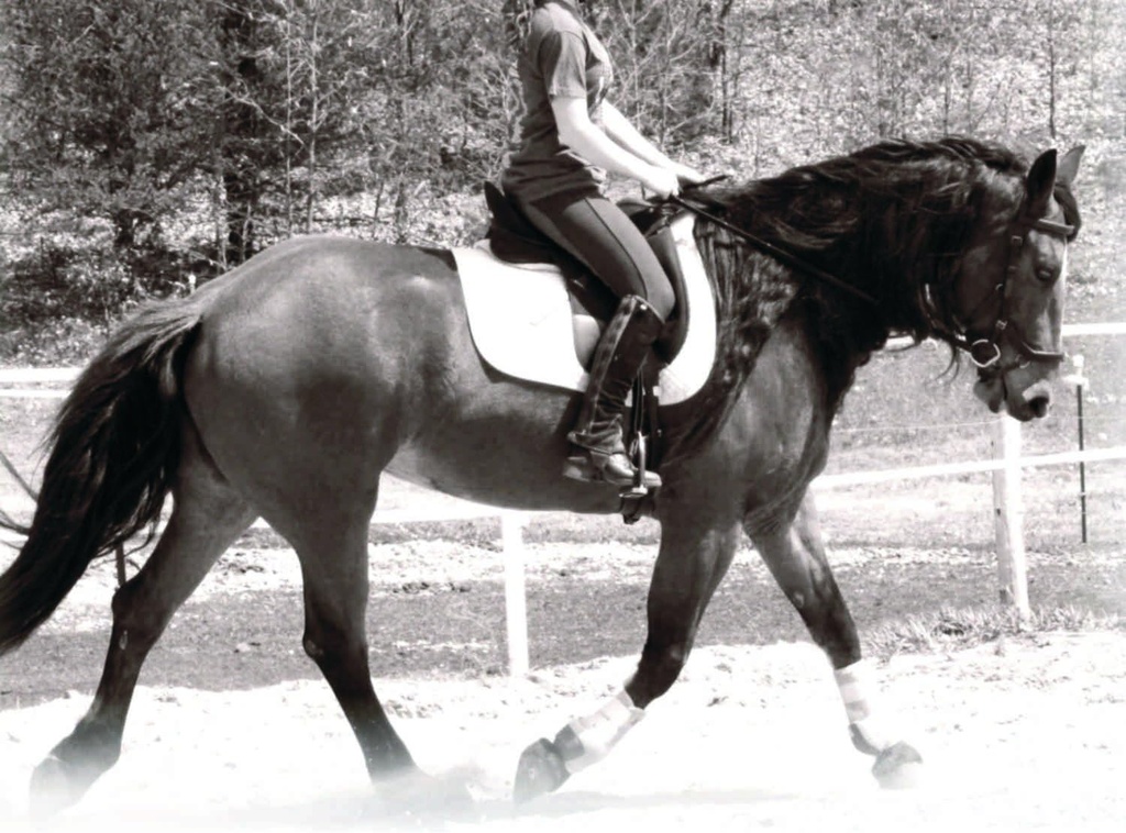 Hormone and Calming Supplement for Horses All Natural Pure Raspberry and Peppermint Leaf Herbal Blend 14 oz.