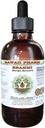 Brahmi Extrait liquide sans alcool, bio Brahmi liquide (Bacopa Monnieri) Herbe séchée entière Glycérite Hawaii Pharm complément naturel à base de plantes 2 oz