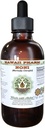Noni Extrait liquide sans alcool, noni organique (Morinda citrifolia) Supplément à base de plantes glycérites séchées, Hawaii Pharm, États-Unis 2 fl.oz