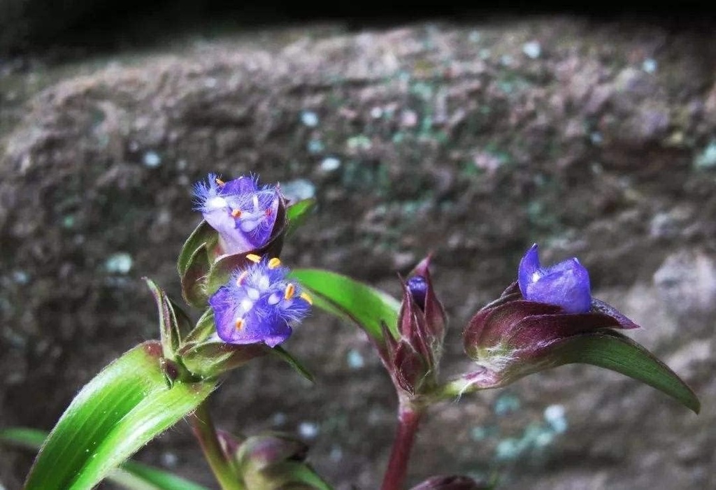 3.55 Oz. Poudre d'extrait d'ecdysone de Cyanotis, pure et forte 98 % d'ecdystérone ECDYSONE et formule de dioscine, construit un muscle solide rapide et 100% naturel