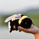 Jouet en peluche d'abeille douce, Poupée d'animaux farcie, Poupée en peluche d'abeilles de miel,17cm