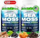 Gummées de mousse de mer, 3100mg Gummées de mousse de mer pour les femmes et les hommes avec bladderwrack, root de lard, vitamine C de la mûre aînée et zinc pour le nettoyage de détox, Immune, peau, digestif, biologique, 120Ct
