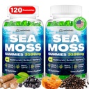 Gummées de mousse de mer, 3100mg Gummées de mousse de mer pour les femmes et les hommes avec bladderwrack, root de lard, vitamine C de la mûre aînée et zinc pour le nettoyage de détox, Immune, peau, digestif, biologique, 120Ct
