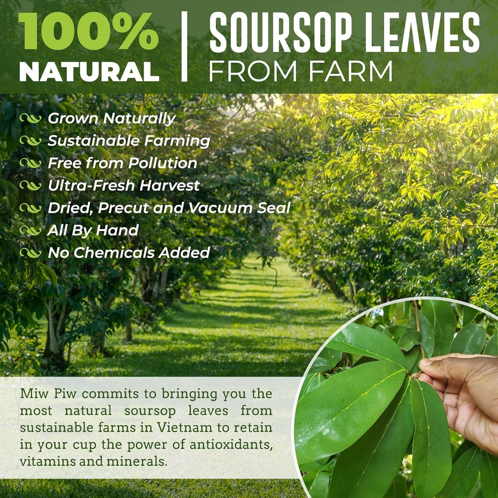 Soursop Graviola Feuilles séchées Thé, 250+ Feuilles de Guanabana, Sans gluten, Wildcrafted, Hoja Guanabana, Thé à base de plantes de feuilles molles, Précuté, Relaxant, Bon sommeil