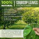 Soursop Graviola Feuilles séchées Thé, 250+ Feuilles de Guanabana, Sans gluten, Wildcrafted, Hoja Guanabana, Thé à base de plantes de feuilles molles, Précuté, Relaxant, Bon sommeil