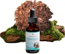 ChampignonScience MaitakeGold 404 Champignon Supplément, Extrait liquide, Soutien à la défense de la santé, Supplément alimentaire naturel pour adultes, Champignons extraits d'eau chaude, Végétarien, 1 Oz, 180 portions