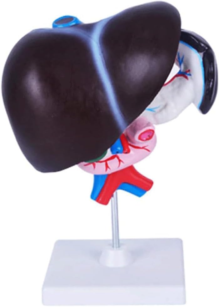 FROON Modèle d'organe humain Foie artificiel Pancréas Duodenum Modèle de foie Aides d'enseignement Modèle d'anatomie du foie médical Détachable dans 3 parties pour les outils d'étude pour l'étude scolaire