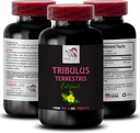 Stamina Power - TRIBULUS TERRESTRIS EXTRACTS - Energy for Activity, Energy Support Formula, Active Energy Support, Plant-Based Energy Boost, Activity Power, Active Workout Boost 1 Bottle 60 Tablets